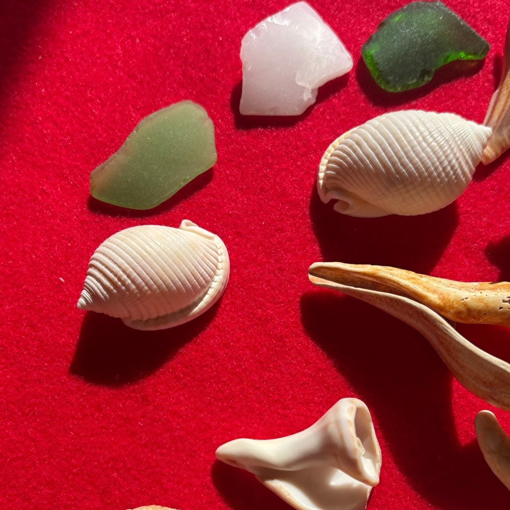 Natural Seashell Collection - Picture 7 of 10
